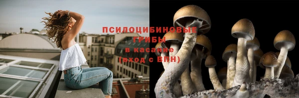 PSILOCYBIN Гусиноозёрск
